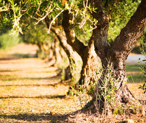 Varietà di olivi a tortoreto Cultivar