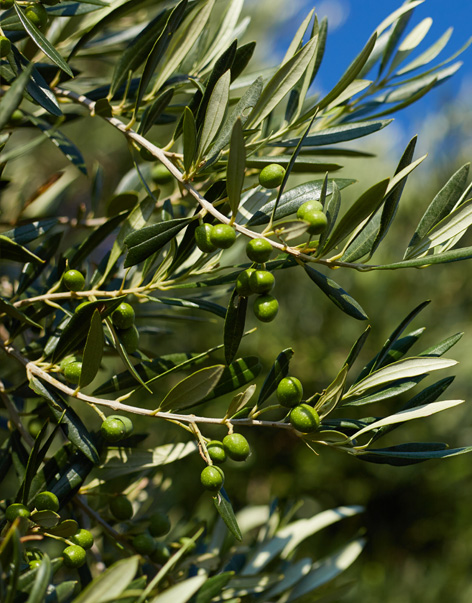 Frantoio olio d'oliva prima spremitura