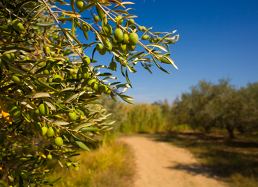 varieta olivo Carboncella a Tortoreto