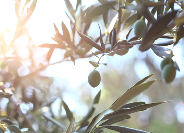 varieta olivo Leccino a Tortoreto