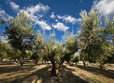 varieta olivo Peranzana a Tortoreto 
